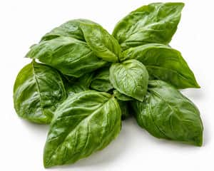 Basil leaves
